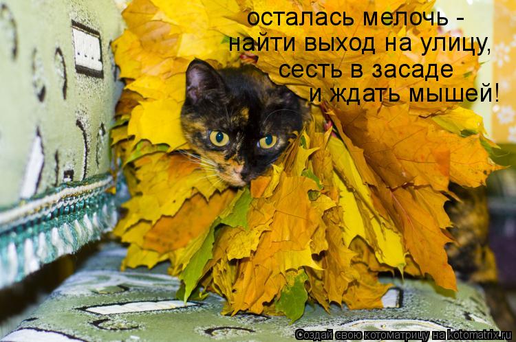 Котоматрица: осталась мелочь -  найти выход на улицу, сесть в засаде и ждать мышей!