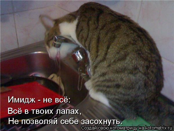 Котоматрица: Имидж - не всё: Не позволяй себе засохнуть. Всё в твоих лапах,