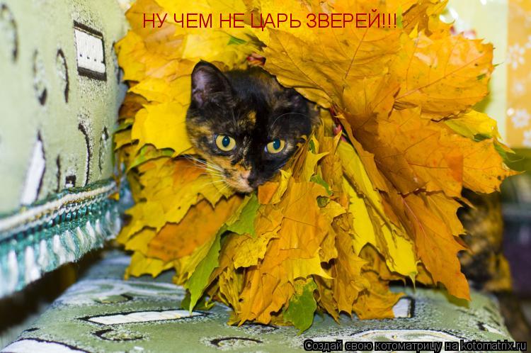 НУ ЧЕМ НЕ ЦАРЬ ЗВЕРЕЙ!!!... Котоматрица: НУ ЧЕМ НЕ ЦАРЬ ЗВЕРЕЙ!!!
