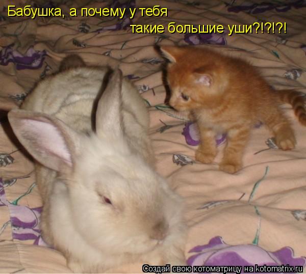 Бабушка, а почему у тебя такие большие уши?!?!?!... Котоматрица: Бабушка, а почему у тебя такие большие уши?!?!?!