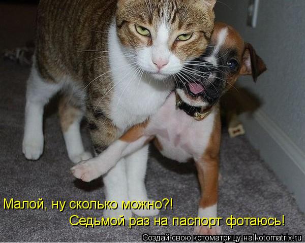 Малой, ну сколько можно?! Седьмой раз на паспорт фотаюсь!... Котоматрица: Малой, ну сколько можно?! Седьмой раз на паспорт фотаюсь!