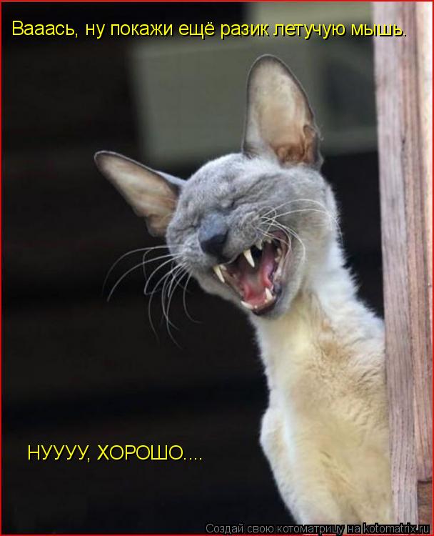 Вааась, ну покажи ещё разик летучую мышь. НУУУУ, ХОРОШО....... Котоматрица: Вааась, ну покажи ещё разик летучую мышь. НУУУУ, ХОРОШО....