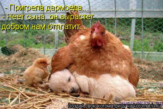 - Пригрела дармоеда... - Неет сына, он вырастет добром нам отплатит...... Котоматрица: - Пригрела дармоеда... - Неет сына, он вырастет добром нам отплатит...