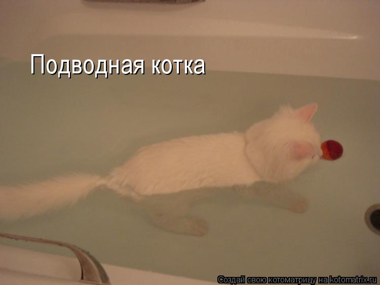 Подводная котка... Котоматрица: Подводная котка