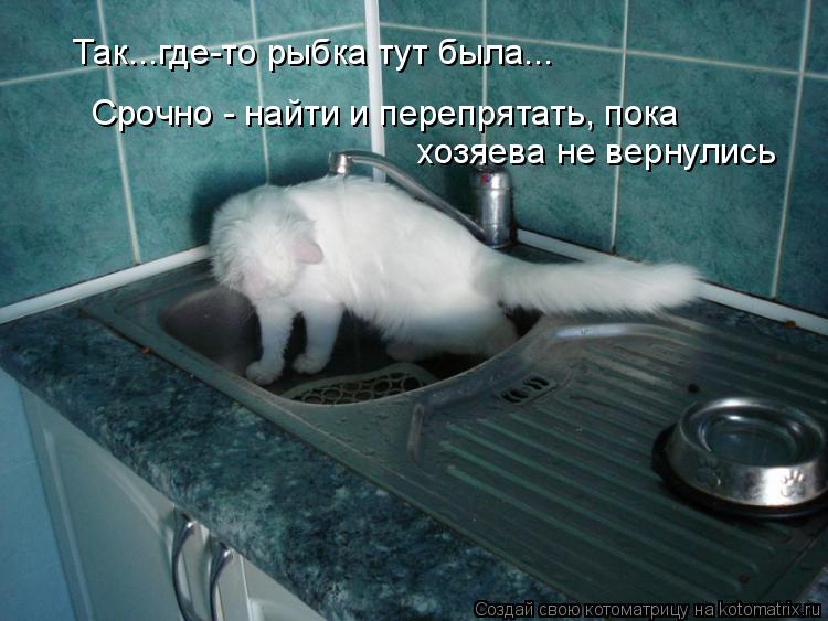 Так...где-то рыбка тут была... Срочно - найти и перепрятать, пока хозяева не вернулись... Котоматрица: Так...где-то рыбка тут была... Срочно - найти и перепрятать, пока хозяева не вернулись
