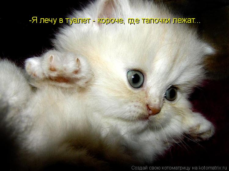 Котоматрица: -Я лечу в туалет - короче, где тапочки лежат...