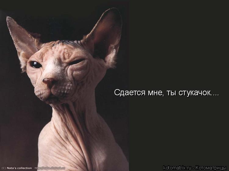 Котоматрица: Сдается мне, ты стукачок....
