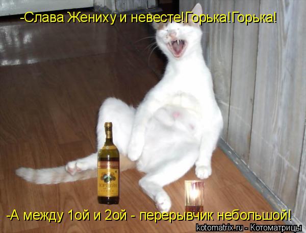 Котоматрица: -Слава Жениху и невесте!Горька!Горька! -А между 1ой и 2ой - перерывчик небольшой!