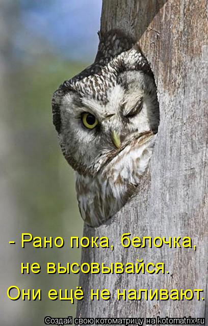 Котоматрица: - Рано пока, белочка, не высовывайся. Они ещё не наливают.