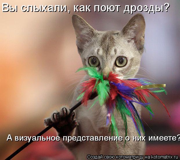 Котоматрица: Вы слыхали, как поют дрозды?  А визуальное представление о них имеете? А визуальное представление о них имеете?