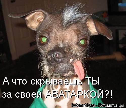 Котоматрица: А что скрываешь ТЫ  за своей АВАТАРКОЙ?!