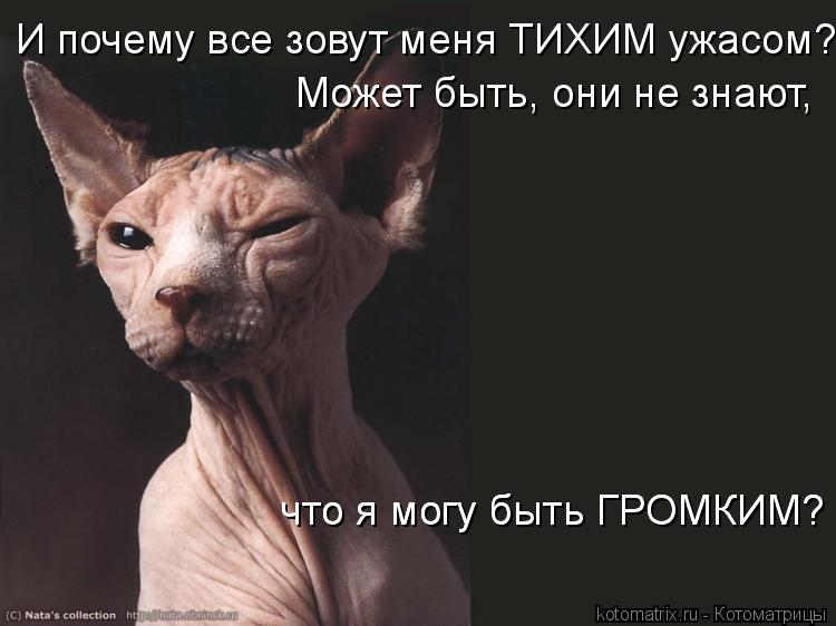 Котоматрица: И почему все зовут меня ТИХИМ ужасом?  Может быть, они не знают,  что я могу быть ГРОМКИМ? что я могу быть ГРОМКИМ?