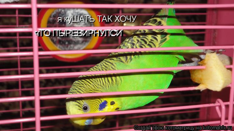 Котоматрица: я куШАТЬ ТАК ХОЧУ чТО ПЫРЕВИРНУЛСИ чТО ПЫРЕВИРНУЛСИ чТО ПЫРЕВИРНУЛСИ чТО ПЫРЕВИРНУЛСИ