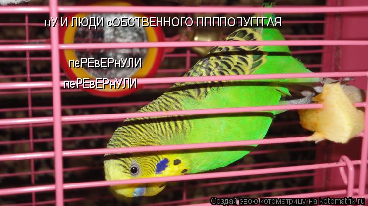 нУ И ЛЮДИ сОБСТВЕННОГО ППППОПУГГГАЯ пеРЕвЕРнУЛИ пеРЕвЕРнУЛИ... Котоматрица: нУ И ЛЮДИ сОБСТВЕННОГО ППППОПУГГГАЯ пеРЕвЕРнУЛИ пеРЕвЕРнУЛИ