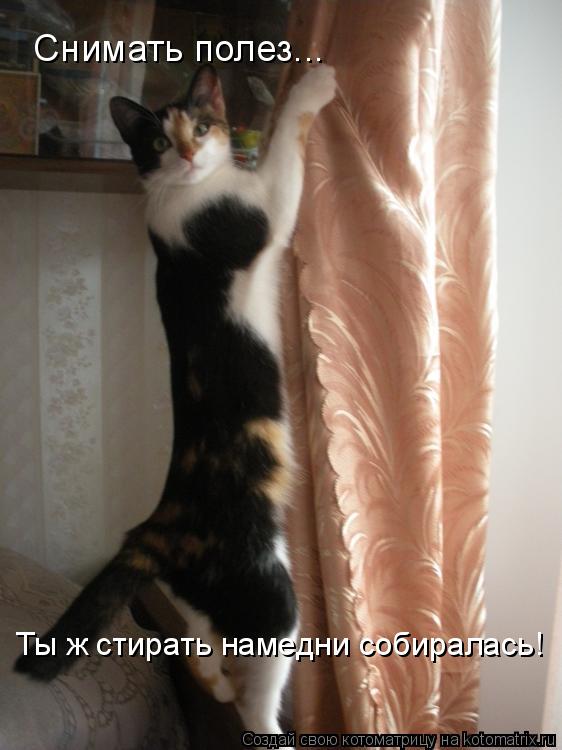 Снимать полез... Ты ж стирать намедни собиралась!... Котоматрица: Снимать полез... Ты ж стирать намедни собиралась!