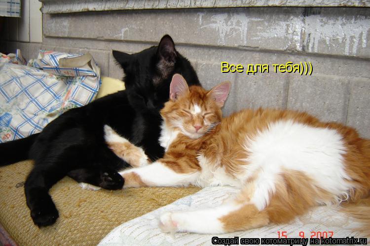Все для тебя)))... Котоматрица: Все для тебя)))