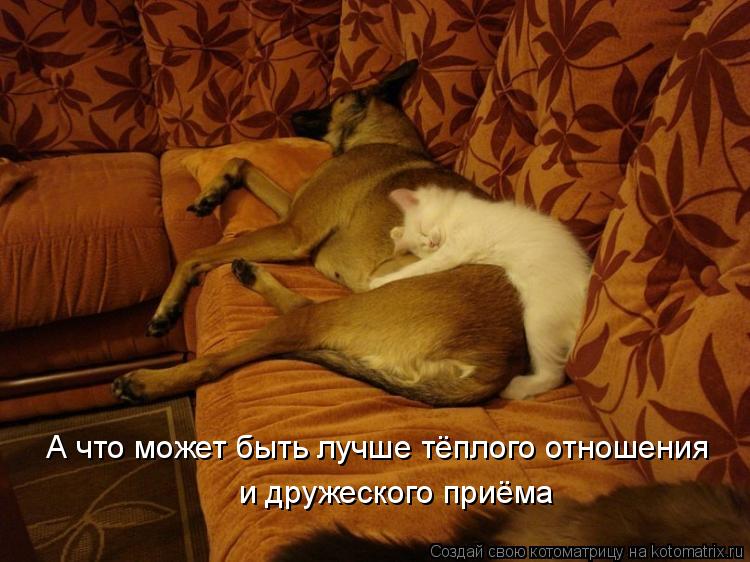 А что может быть лучше тёплого отношения и дружеского приёма... Котоматрица: А что может быть лучше тёплого отношения и дружеского приёма