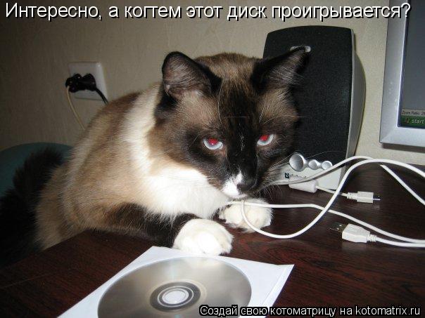 Интересно, а когтем этот диск проигрывается?... Котоматрица: Интересно, а когтем этот диск проигрывается?