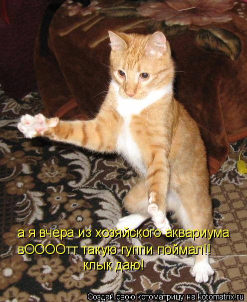 Котоматрица: а я вчера из хозяйского аквариума вООООтт такую гуппи поймал!! клык даю!