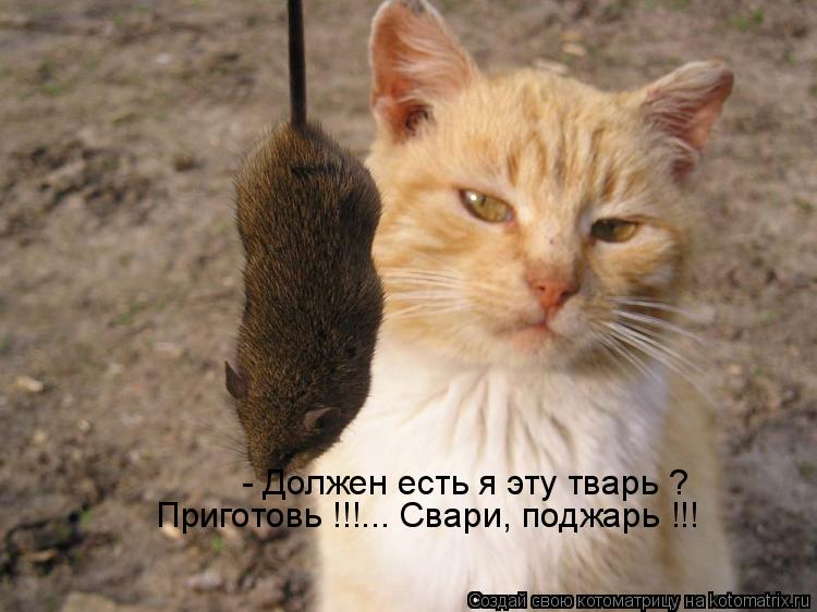 - Должен есть я эту тварь ? Приготовь !!!... Свари, поджарь !!!... Котоматрица: - Должен есть я эту тварь ? Приготовь !!!... Свари, поджарь !!!