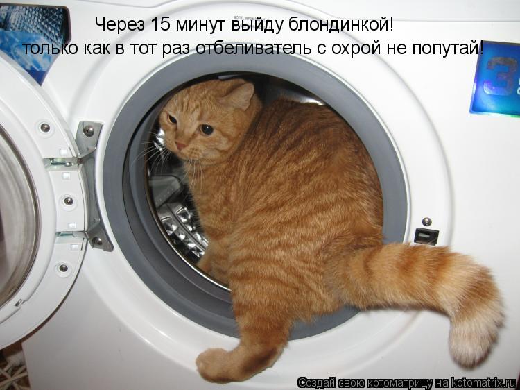 Котоматрица: Через 15 минут выйду блондинкой! только как в тот раз отбеливатель с охрой не попутай!