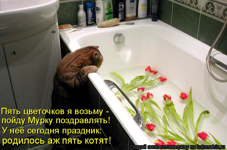 пойду Мурку поздравлять! У неё сегодня праздник: родилось аж пять котят! Пять цветочков я возьму -... Котоматрица: пойду Мурку поздравлять! У неё сегодня праздник: родилось аж пять котят! Пять цветочков я возьму -