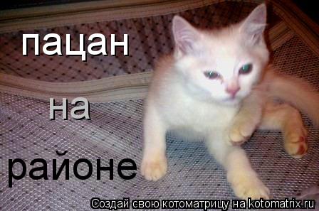 Котоматрица: пацан на районе