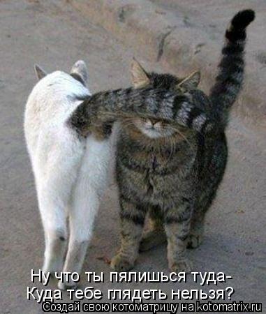 Котоматрица: Ну что ты пялишься туда- Куда тебе глядеть нельзя?
