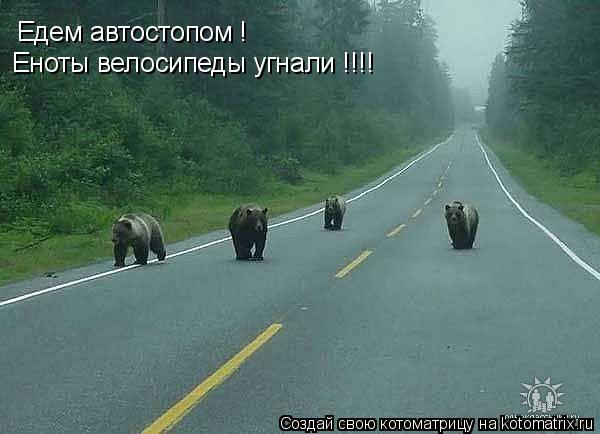 Едем автостопом ! Еноты велосипеды угнали !!!!... Котоматрица: Едем автостопом ! Еноты велосипеды угнали !!!!