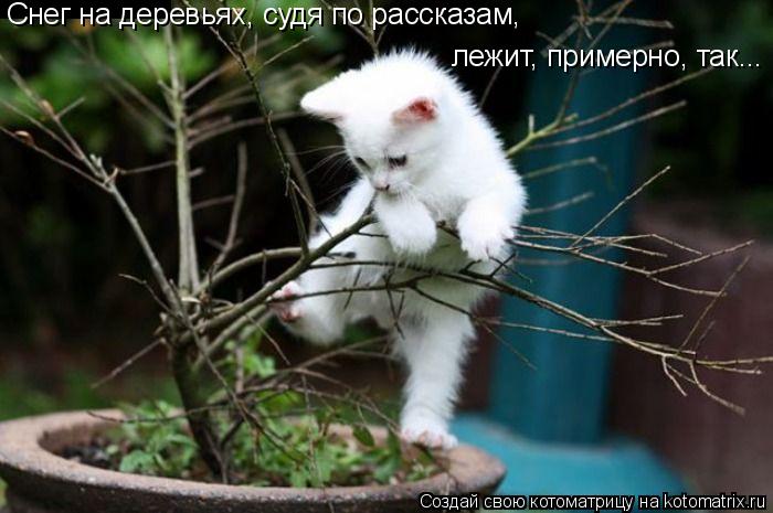 Котоматрица: Снег на деревьях, судя по рассказам, лежит, примерно, так...
