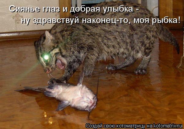 Сиянье глаз и добрая улыбка - ну здравствуй наконец-то, моя рыбка!... Котоматрица: Сиянье глаз и добрая улыбка - ну здравствуй наконец-то, моя рыбка!