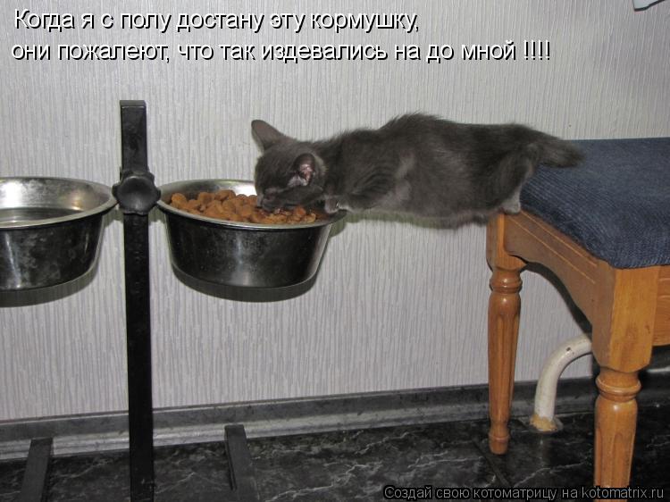 Когда я с полу достану эту кормушку, они пожалеют, что так издевались на до мной !!!!... Котоматрица: Когда я с полу достану эту кормушку, они пожалеют, что так издевались на до мной !!!!