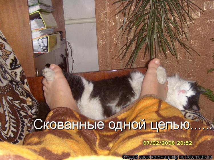 Скованные одной цепью......... Котоматрица: Скованные одной цепью......