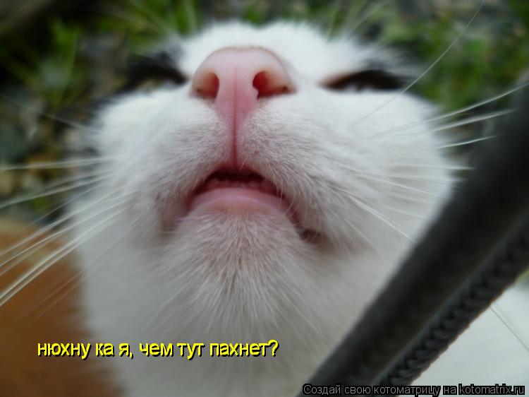 нюхну ка я, чем тут пахнет? нюхну ка я, чем тут пахнет? нюхну ка я, чем тут пахнет?... Котоматрица: нюхну ка я, чем тут пахнет? нюхну ка я, чем тут пахнет? нюхну ка я, чем тут пахнет?