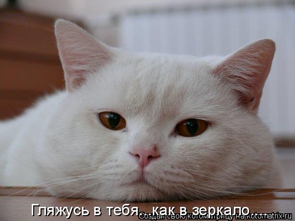 Гляжусь в тебя...как в зеркало....... Котоматрица: Гляжусь в тебя...как в зеркало....