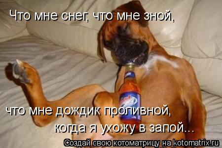 Что мне снег, что мне зной, что мне дождик проливной, когда я ухожу в запой...... Котоматрица: Что мне снег, что мне зной, что мне дождик проливной, когда я ухожу в запой...