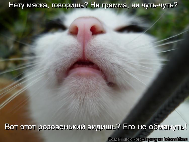 Нету мяска, говоришь? Ни грамма, ни чуть-чуть? Вот этот розовенький видишь? Его не обмануть!... Котоматрица: Нету мяска, говоришь? Ни грамма, ни чуть-чуть? Вот этот розовенький видишь? Его не обмануть!