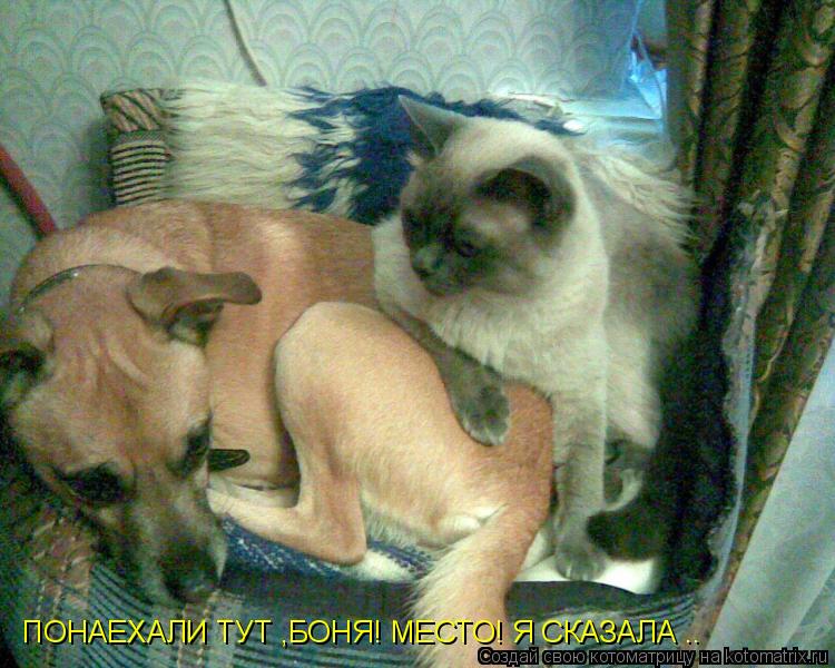 ПОНАЕХАЛИ ТУТ ,БОНЯ! МЕСТО! Я СКАЗАЛА ..... Котоматрица: ПОНАЕХАЛИ ТУТ ,БОНЯ! МЕСТО! Я СКАЗАЛА ..