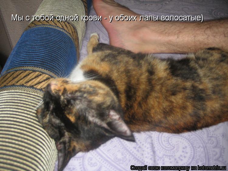 Мы с тобой одной крови - у обоих лапы волосатые)... Котоматрица: Мы с тобой одной крови - у обоих лапы волосатые)