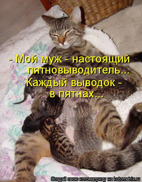 - Мой муж - настоящий пятновыводитель... Каждый выводок - в пятнах...... Котоматрица: - Мой муж - настоящий пятновыводитель... Каждый выводок - в пятнах...