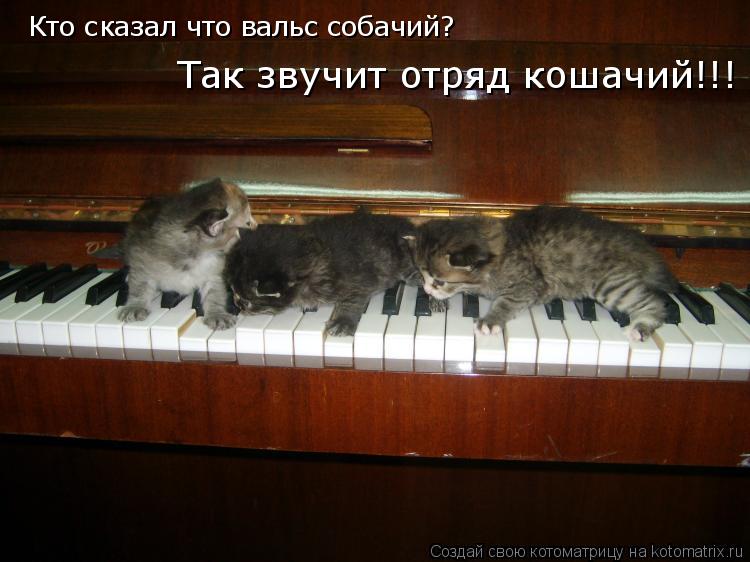 Кто сказал что вальс собачий? Так звучит отряд кошачий!!!... Котоматрица: Кто сказал что вальс собачий? Так звучит отряд кошачий!!!