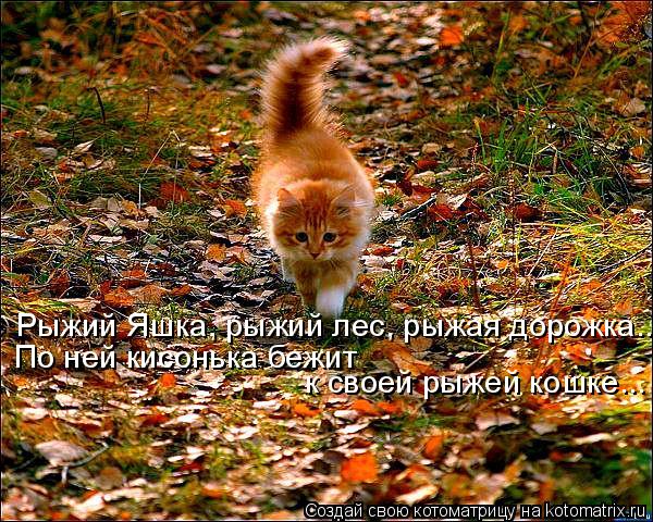 Котоматрица: Рыжий Яшка, рыжий лес, рыжая дорожка... По ней кисонька бежит  к своей рыжей кошке...
