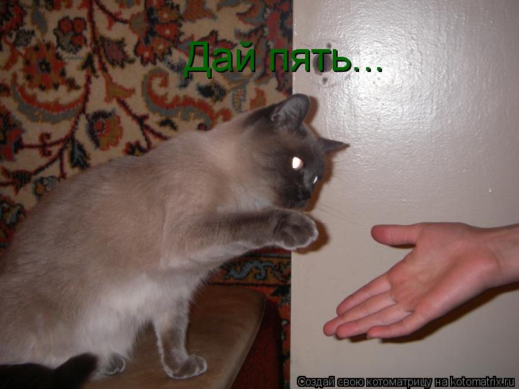 Котоматрица: Дай пять...
