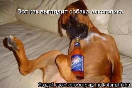 Котоматрица: Вот как выглядит собака алкоголика