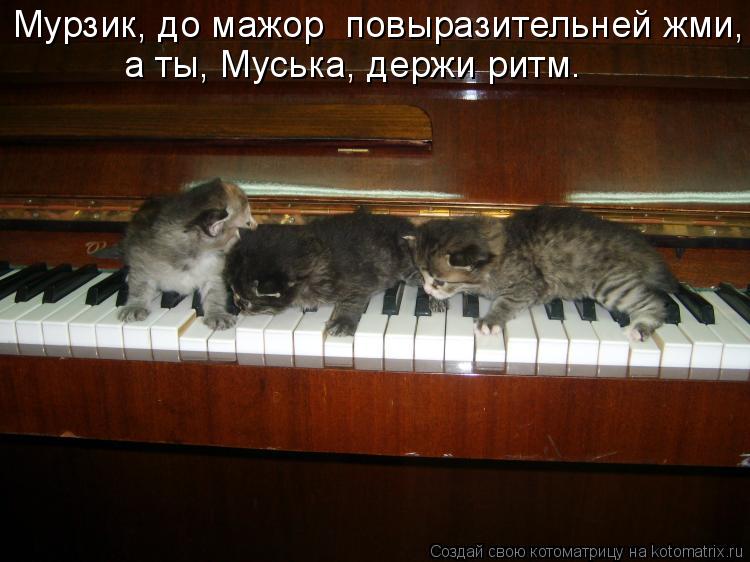 Мурзик, до мажор повыразительней жми, а ты, Муська, держи ритм.... Котоматрица: Мурзик, до мажор повыразительней жми, а ты, Муська, держи ритм.