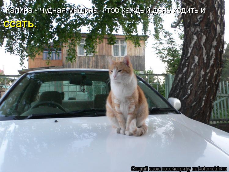 Котоматрица: Калина - чудная машина, чтоб каждый день ходить и ссать.