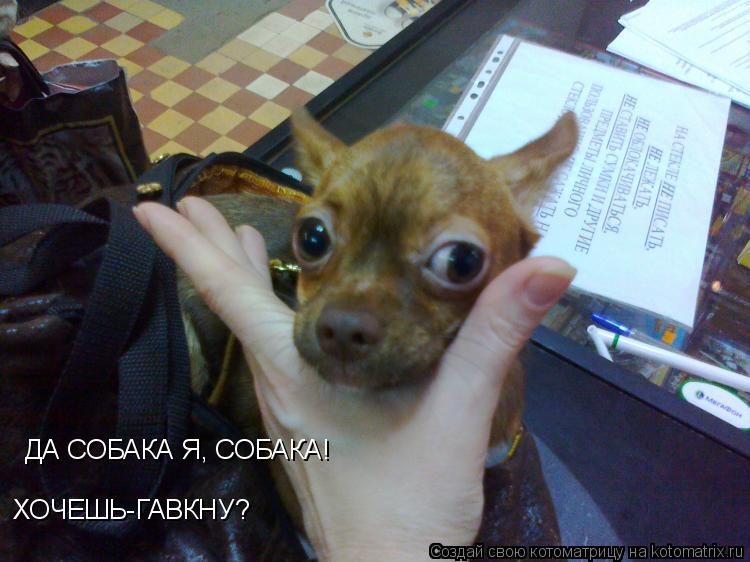 Котоматрица: ДА СОБАКА Я, СОБАКА! ХОЧЕШЬ-ГАВКНУ?