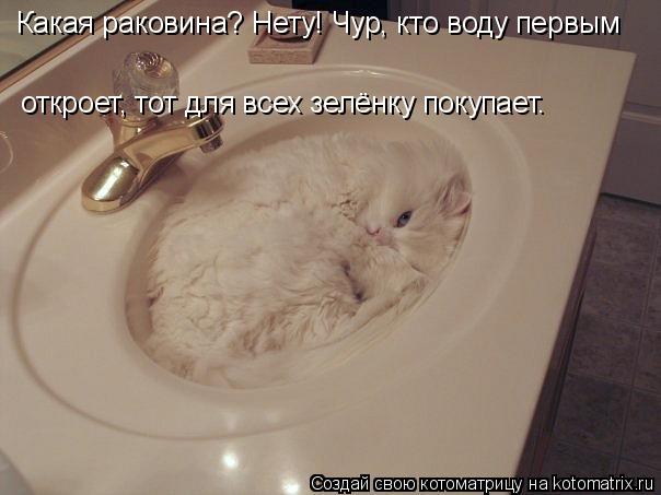 Котоматрица: Какая раковина? Нету! Чур, кто воду первым откроет, тот для всех зелёнку покупает.