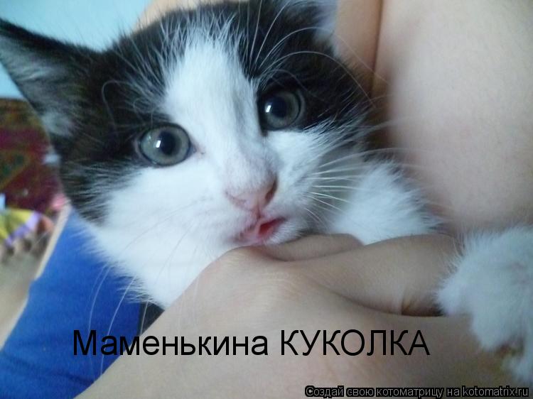 Котоматрица: Маменькина КУКОЛКА