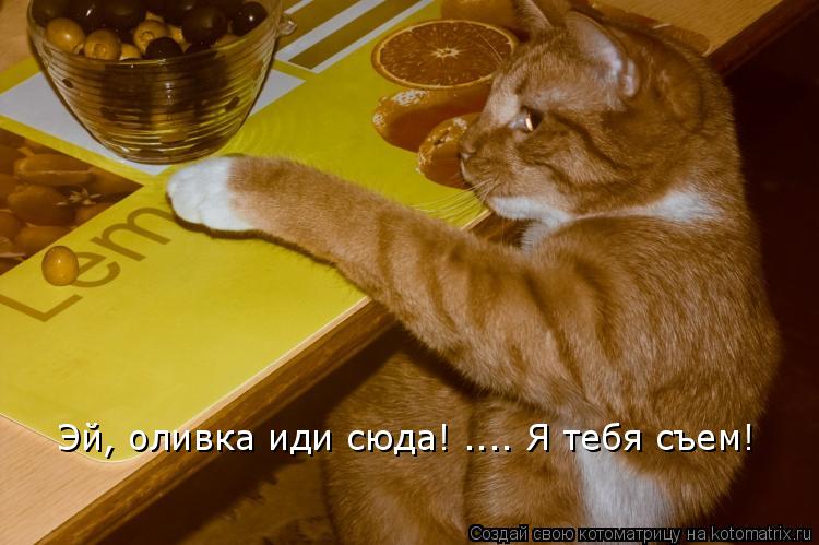 Котоматрица: Эй, оливка иди сюда! .... Я тебя съем!